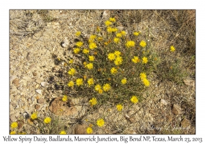 Yellow Spiny Daisy