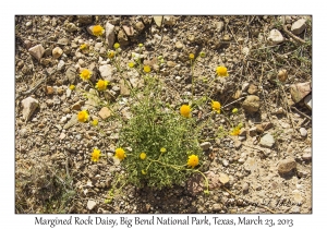 Margined Rock Daisy