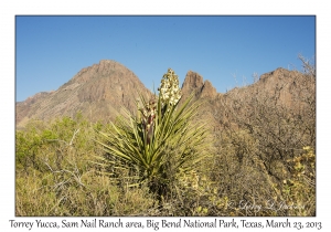 Torrey Yucca