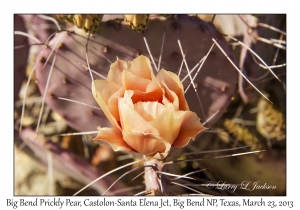 Big Bend Prickly Pear