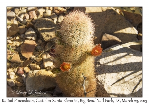 Rattail Pincushion