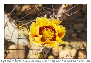 Big Bend Prickly Pear