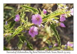 Narrowleaf Globemallow