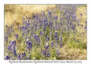 Big Bend Bluebonnets