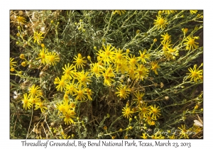 Threadlef Groundsel