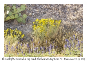 Threadlef Groundsel and Big Bend Bluebonnets