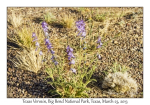 Texas Vervain