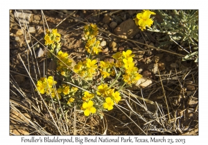 Fendler's Bladderpod