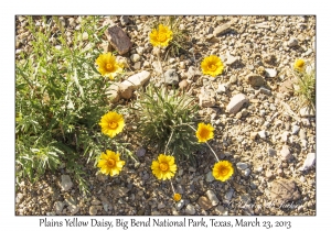 Plains Yellow Daisy