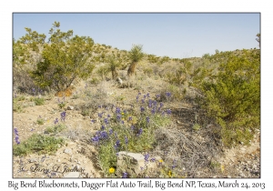 Big Bend Bluebonnets