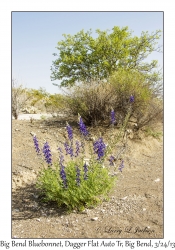 Big Bend Bluebonnets