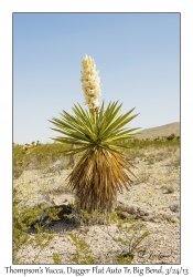 Thompson's Yucca