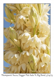 Thompson's Yucca