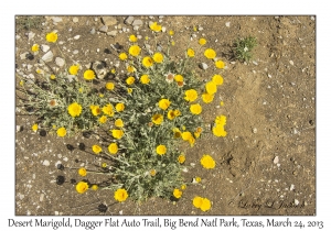 Desert Marigold