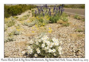 Plains Black-foot and Big Bend Bluebonnets