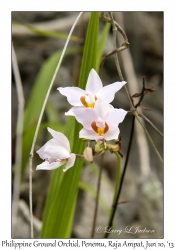 Philippine Ground Orchid