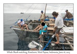 Whale Shark watching