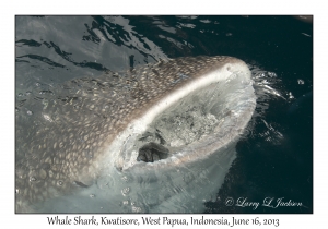 Whale Shark