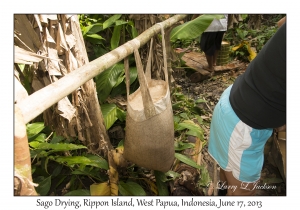 Sago Drying