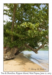 Tree & Shoreline