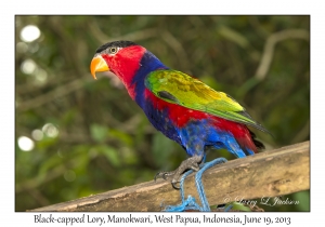 Black-capped Lory