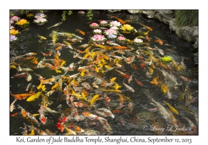 Koi, Garden of Jade Buddha Temple