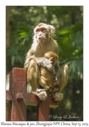 Rhesus Macaque & juvenile