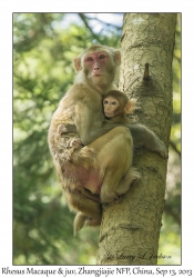 Rhesus Macaque & juvenile