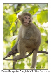 Rhesus Macaque