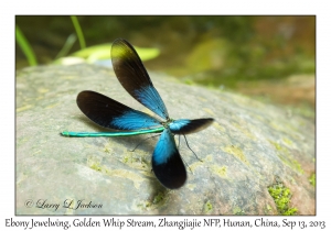 Ebony Jewelwing