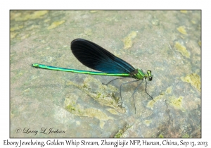 Ebony Jewelwing