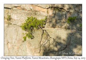 Clinging Tree
