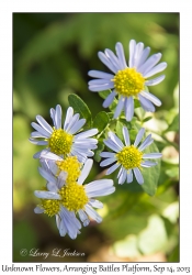 Unknown Flowers, Arranging Battles Platform