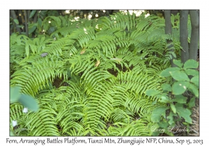 Unknown Fern, Arranging Battles Platform