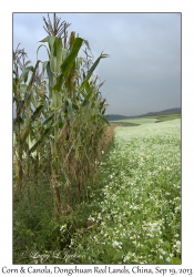 Corn & Canola