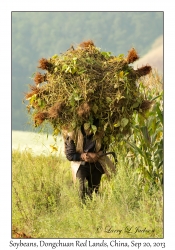 Soybean Farmer