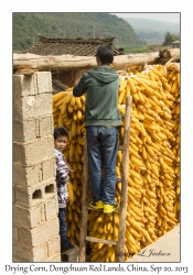 Drying Corn