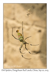 Orb Spider