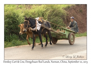 Donkey Cart & Cow