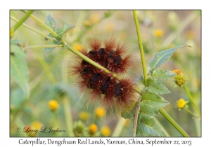 Caterpillar
