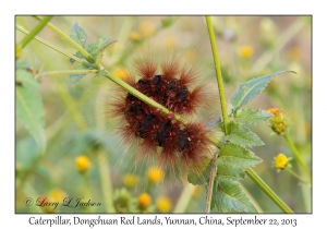 Caterpillar