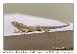 Indian Garden Lizard