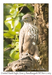 Crested Hawk Eagle