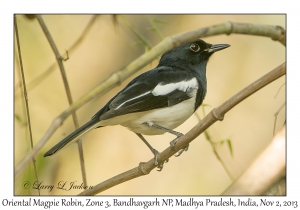 Oriental Magpie Robin