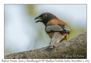 Rufous Treepie