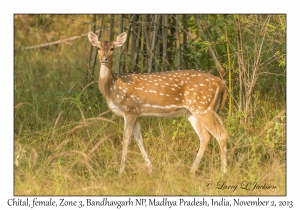 Chital, female