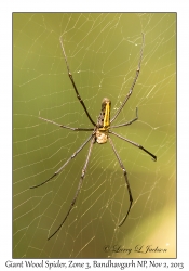 Giant Wood Spider