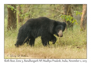 Sloth Bear