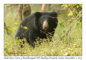 Sloth Bear