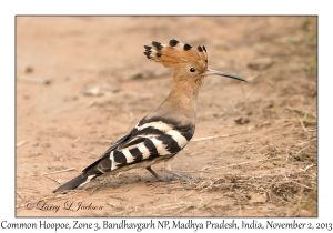 Common Hoopoe